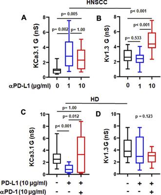 Immune Checkpoint Inhibitors Regulate K+ Channel Activity in Cytotoxic T Lymphocytes of Head and Neck Cancer Patients